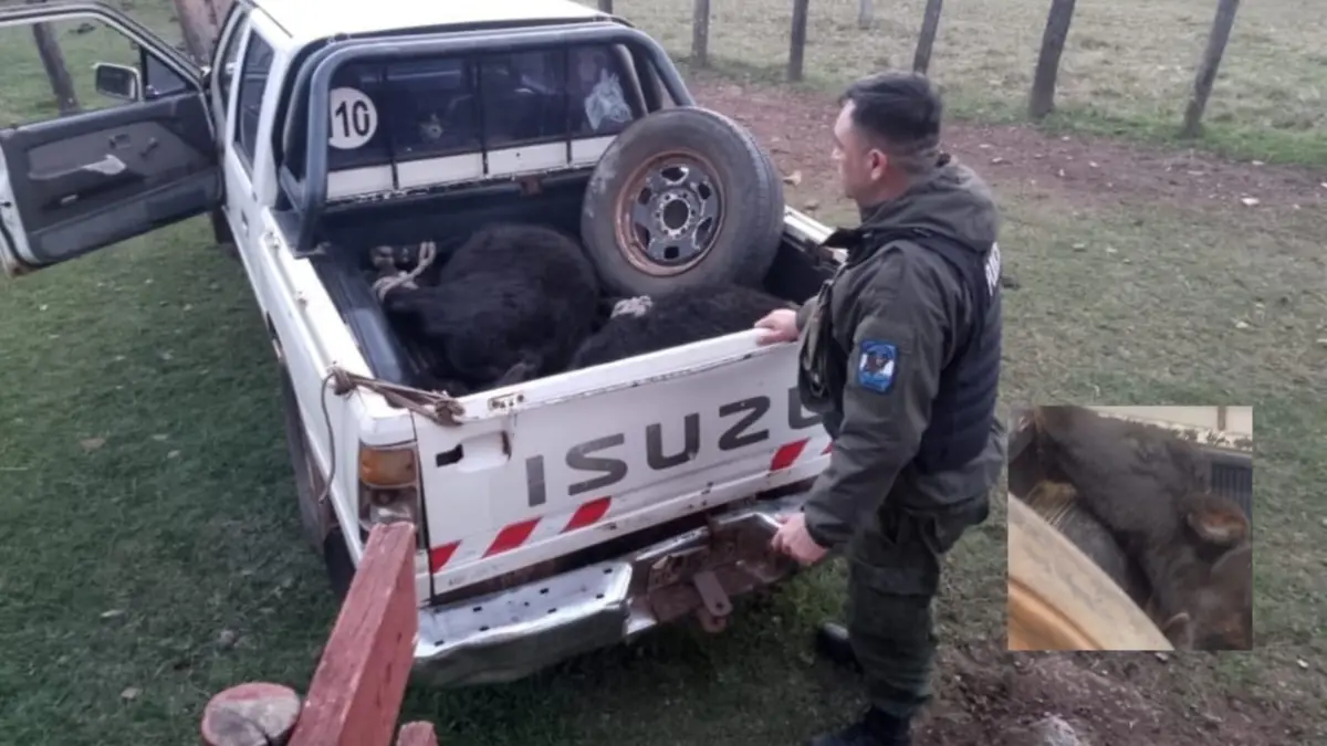 Demoran a un hombre por transportar terneros sin condiciones legales en Paso de los Libres