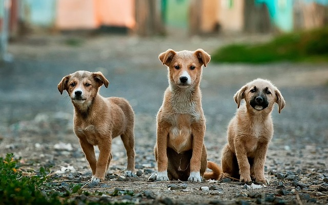 21 de julio: Día Mundial del Perro, una fecha para reflexionar y celebrar