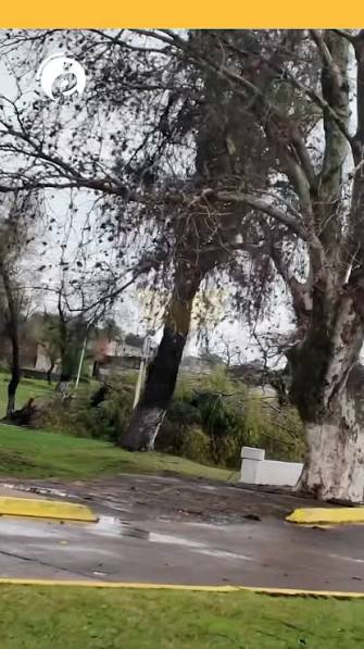 El temporal dejó árboles caídos y cortes de luz