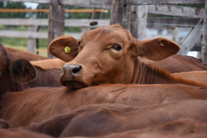 Abren la inscripción para el remate ganadero de pequeños productores